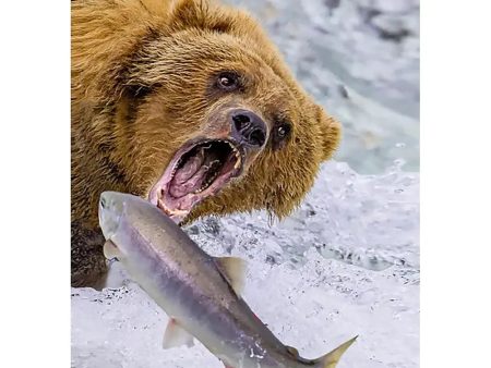 Grizzly Bear catching salmon 2 - 3D Lenticular Postcard Greeting Card - NEW on Sale