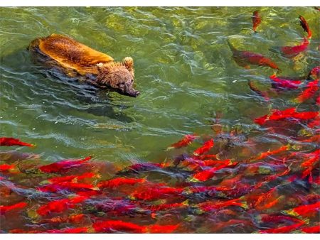 Grizzly Bear herding salmon - 3D Lenticular Postcard Greeting Card - NEW Online