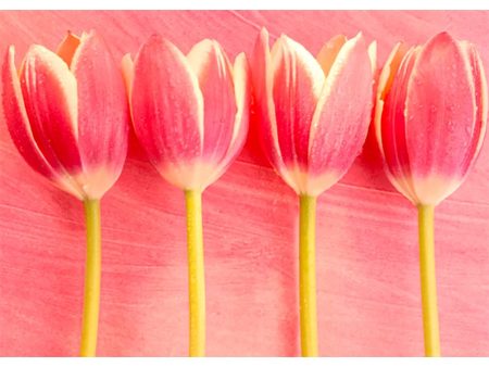 Tulips - 3D Lenticular Postcard Greeting Card - NEW Online Hot Sale