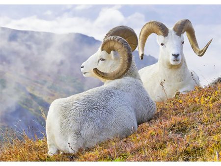 Dall Sheep - 3D Lenticular Postcard Greeting Card - NEW Online now