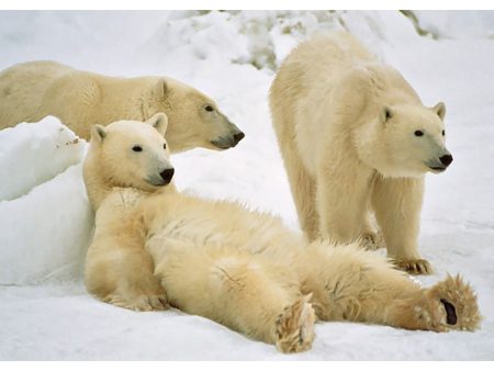 Polar Bears Relaxing - 3D Lenticular Postcard Greeting Card - NEW on Sale