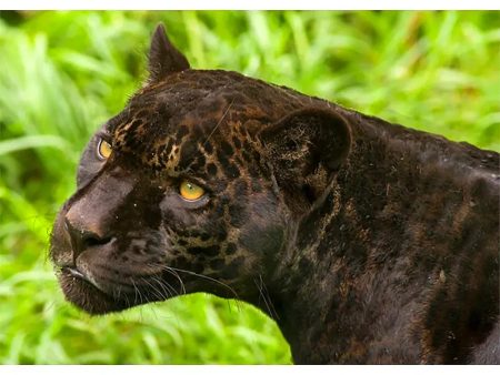 Jaguar - 3D Lenticular Postcard Greeting Card - NEW Sale