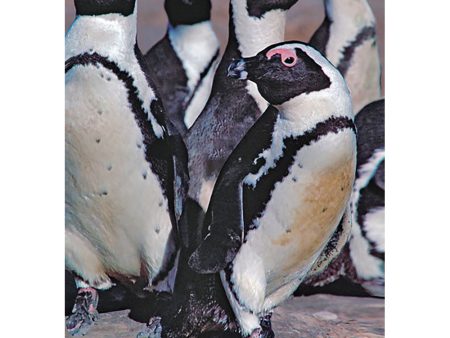 African Penguins - 3D Lenticular Postcard Greeting Card - NEW Online