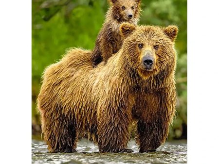 Brown Bear and Cub 2 - 3D Lenticular Postcard Greeting Card - NEW Fashion